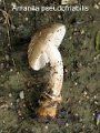 Amanita pseudofriabilis-amf1773